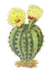 La passion de F.A.C Weber (Gymnase 1849) pour les cactus et les agaves