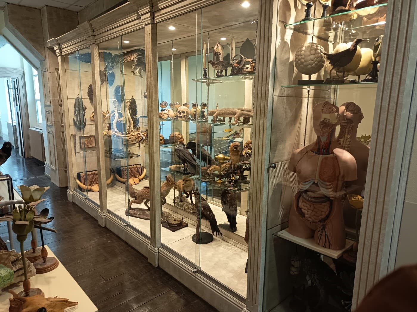 Création d’un deuxième Cabinet de Curiosités au Gymnase Jean Sturm